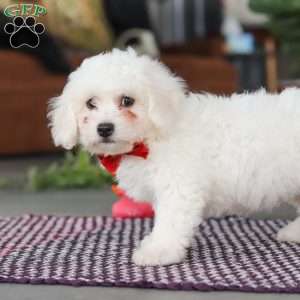 Ranger, Bichon Frise Puppy